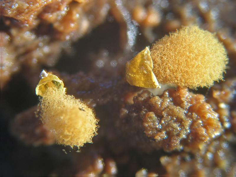 Ma non spariscono mai ?